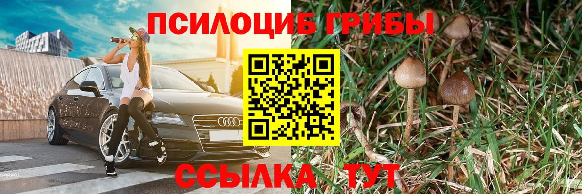 Псилоцибиновые грибы Psilocybine cubensis Ефремов